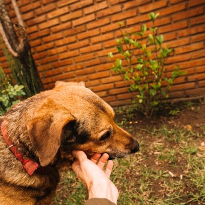 Não pode adotar? Veja 6 formas de ajudar um animal mesmo assim